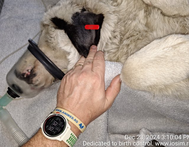 84 spays sponsored by EverMore Dog Rescue in 2024
