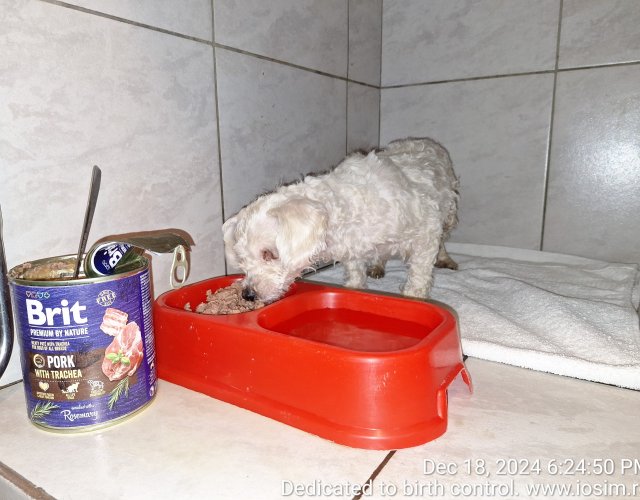 84 de sterilizari reproductive sponsorizate de EverMore Dog Rescue in 2024