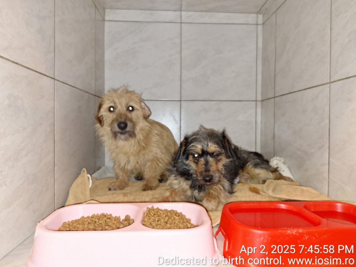 Sterilizari sponsorizate partial de Julies Spay and Neuter Syndicate in 2025