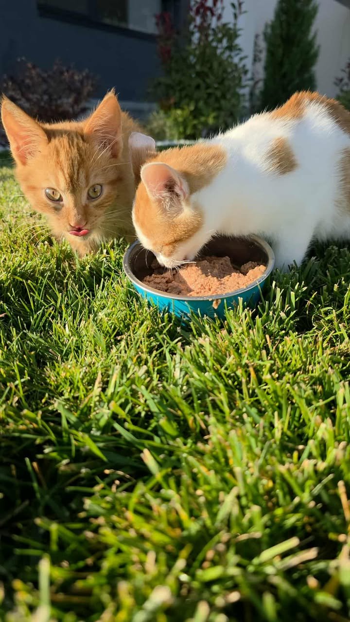 Motanei adoptati