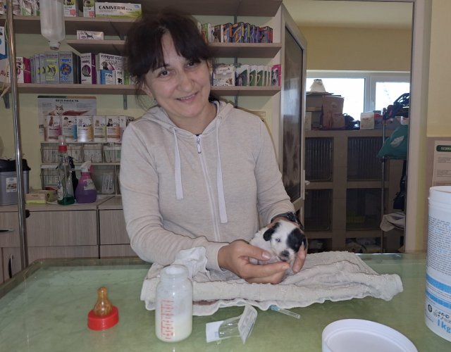 Sugar gasit