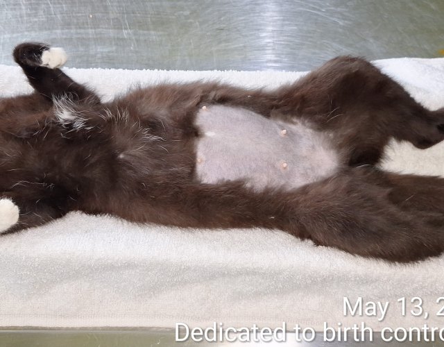 40 de sterilizari din 3 la suta