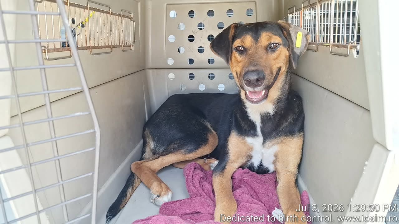50 de caini sterilizati in ianuarie-iulie cu sprijinul Evermore Dog Rescue