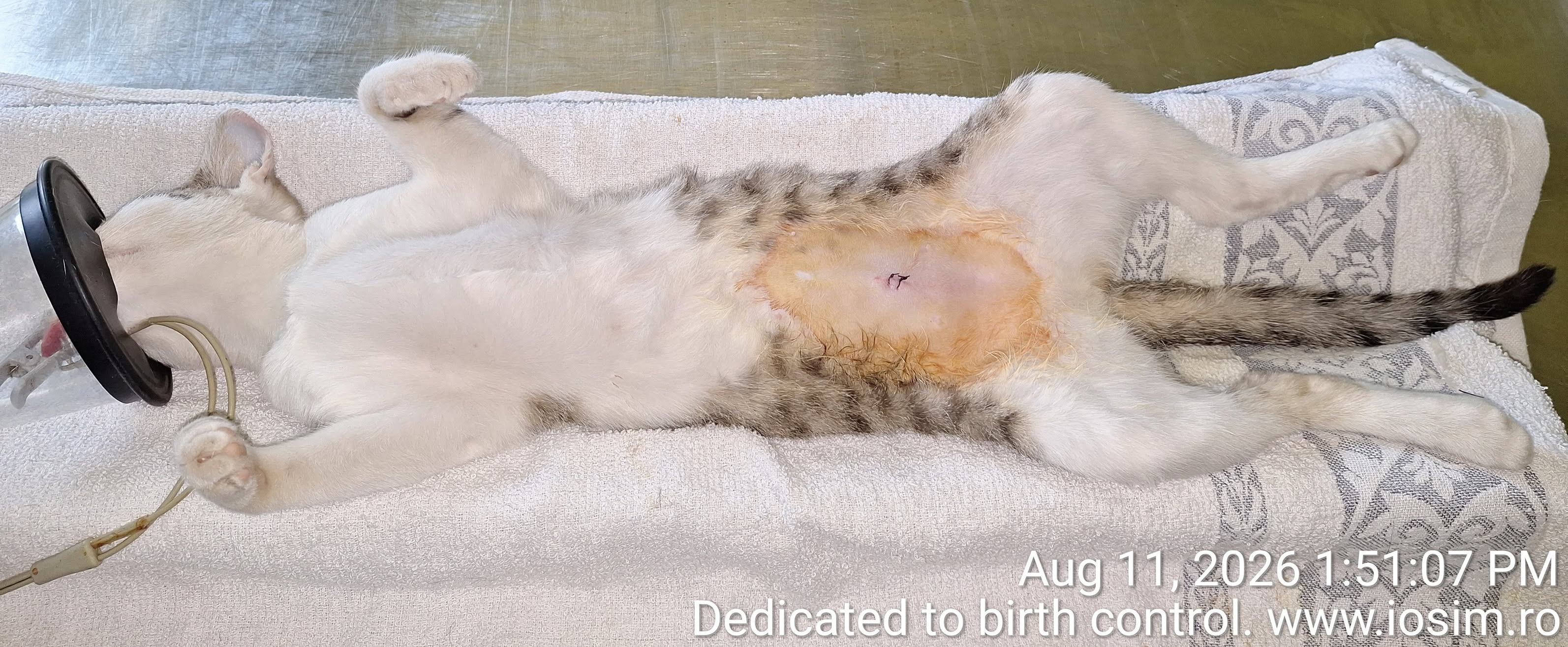 40 de sterilizari din 3 la suta