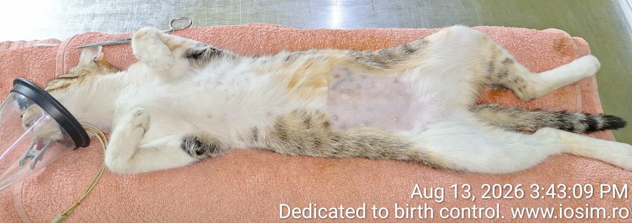 40 de sterilizari din 3 la suta